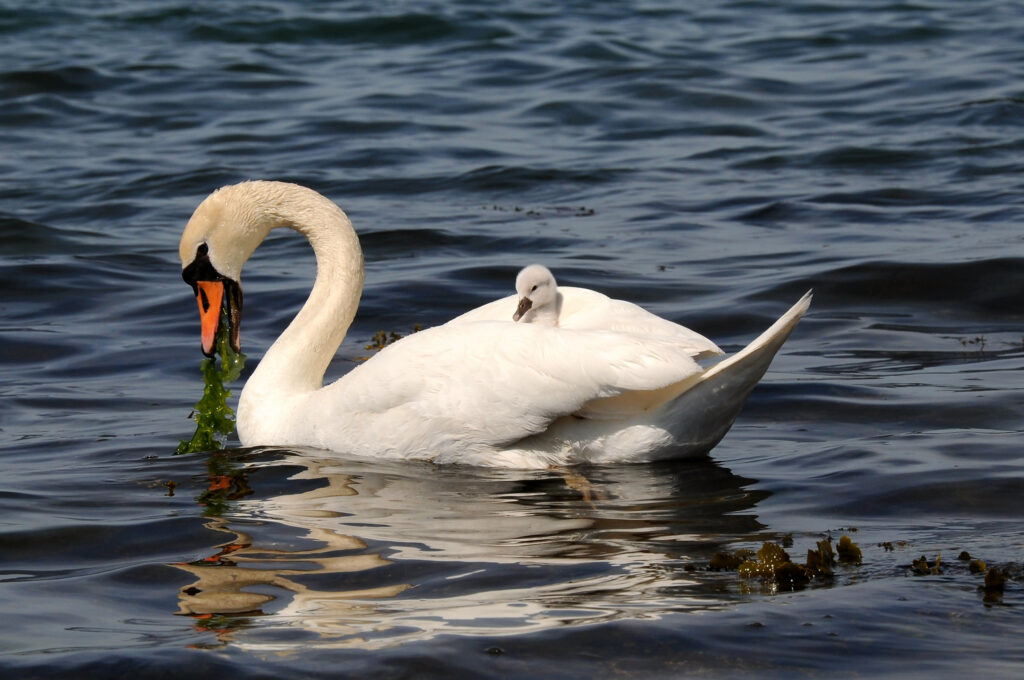 Teen Smiles Like A Psycho During Arrest For Murder Of Town Swan Swan